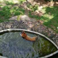 Incredible Johor Zoo