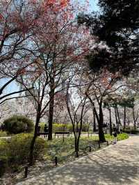 석촌호수 벚꽃 이번주 절정🌸🌸🌸