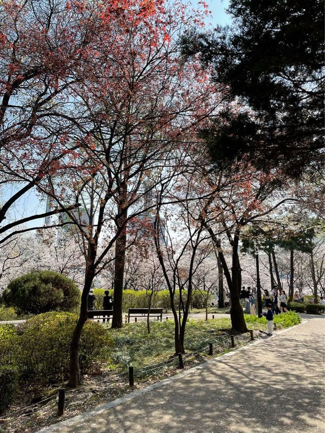 석촌호수 벚꽃 이번주 절정🌸🌸🌸