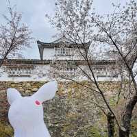 津山城（鶴山公園）賞櫻