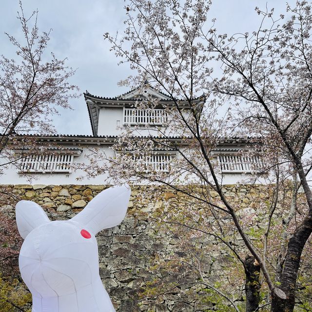 津山城（鶴山公園）賞櫻