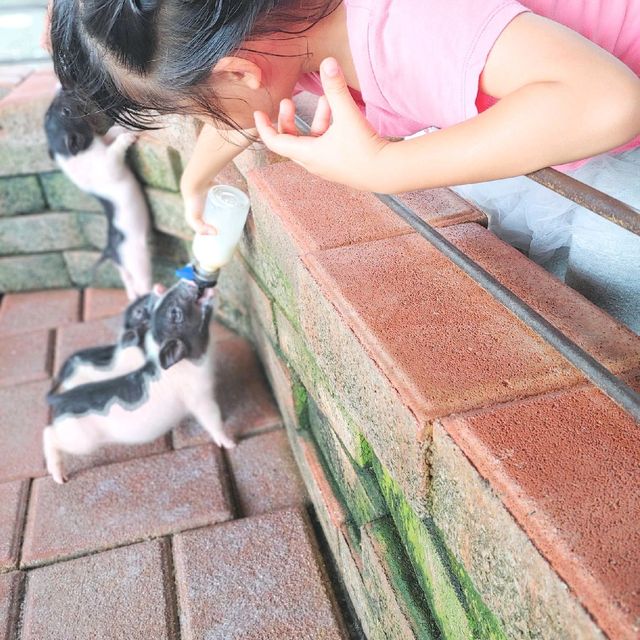 台灣宜農牧場 親親小動物