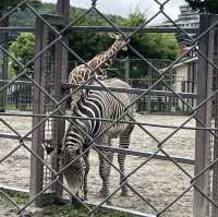 【親子景點】京都市動物園