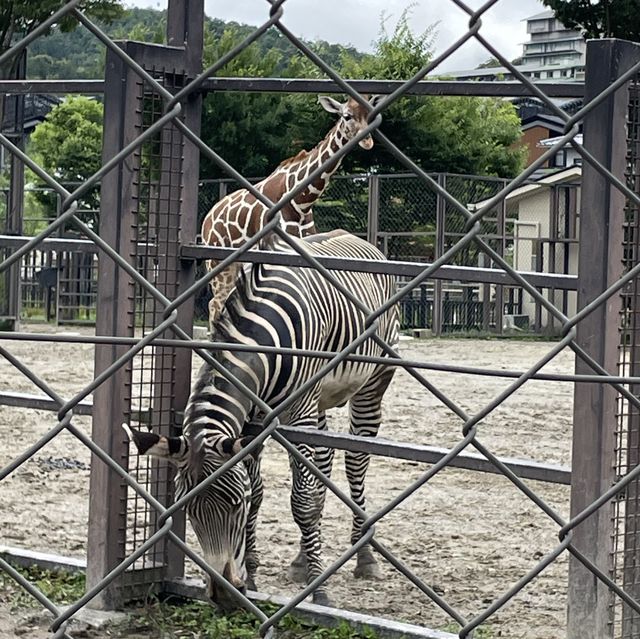 【親子景點】京都市動物園