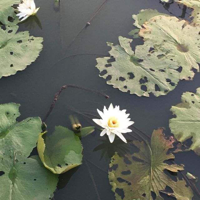 桃園新屋蓮花🪷季