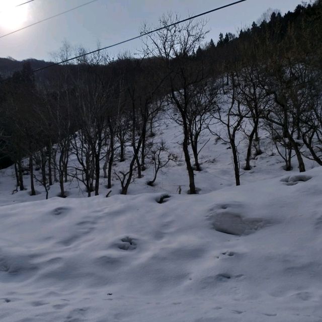 Snow Monkey Encounter at Jigokudani Yaen Koen