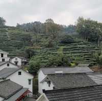 Understand tea culture at Longjing village 