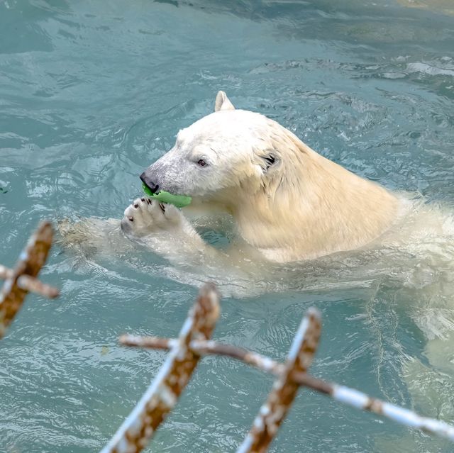 【大阪】天王寺動物園の中の様子