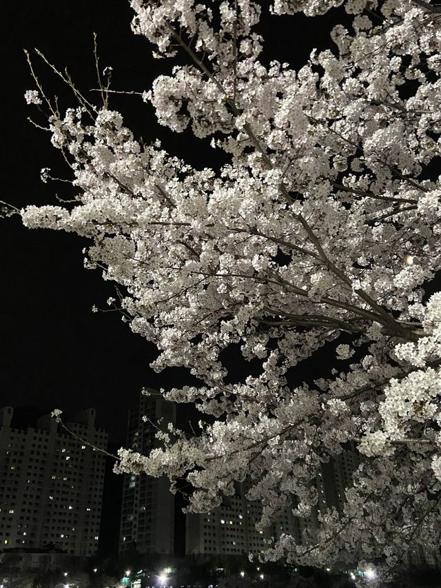 경기도 벚꽃 명소!🌸 핑크 한가득 안양천💐🌼