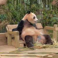 앞으로 에버랜드 푸바오 가족 5분만 볼 수 있다🐼