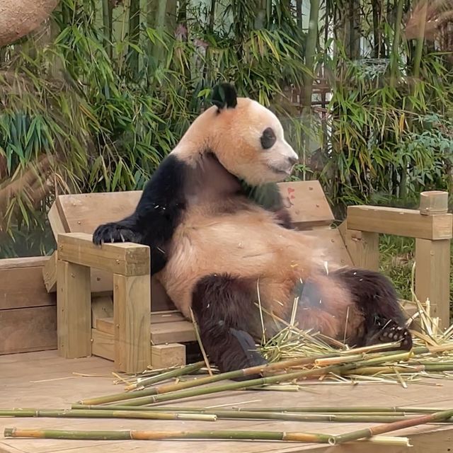 앞으로 에버랜드 푸바오 가족 5분만 볼 수 있다🐼