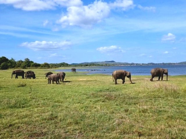 🐘 Sighting in Minneriya National Park 🇱🇰