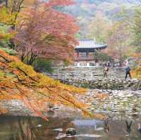秋夕楓葉紅飄逸🍁四色匯聚內藏山
絕美景色白羊寺