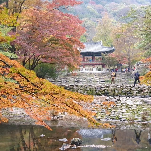 秋夕楓葉紅飄逸🍁四色匯聚內藏山
絕美景色白羊寺