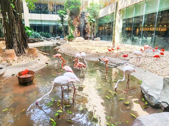 廣州長隆酒店 | 可以看到白虎和火烈鳥的餐廳