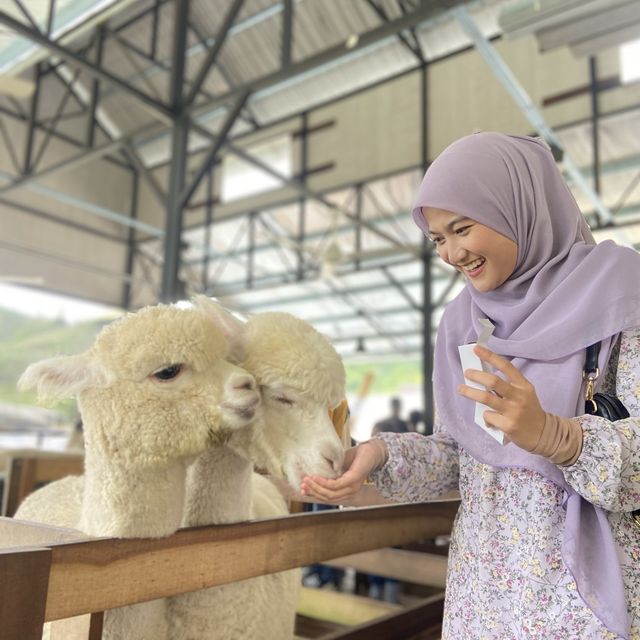 A Charming Encounter at Cameron Highland