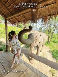 【タイ】象さんがお部屋までモーニングコールに来てくれるお宿🐘💘