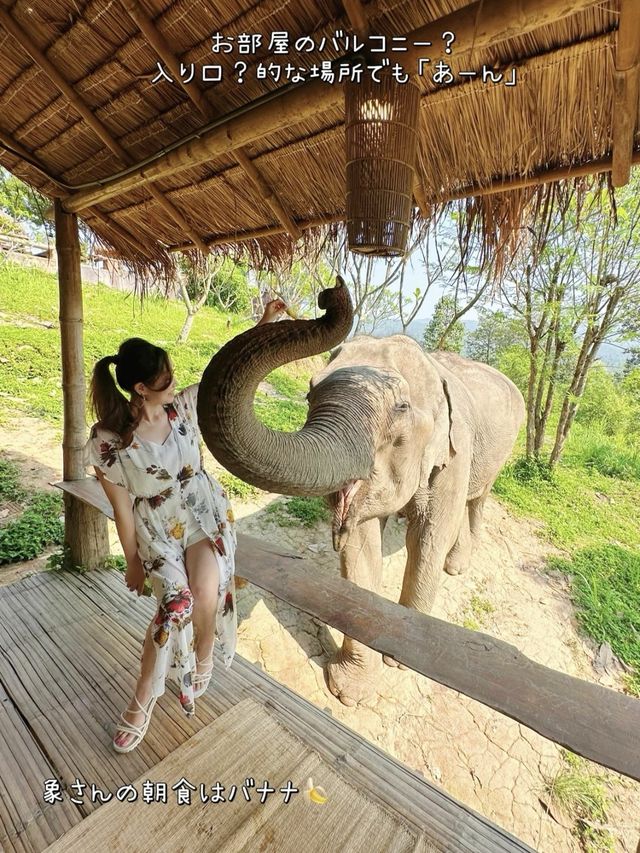 【タイ】象さんがお部屋までモーニングコールに来てくれるお宿🐘💘