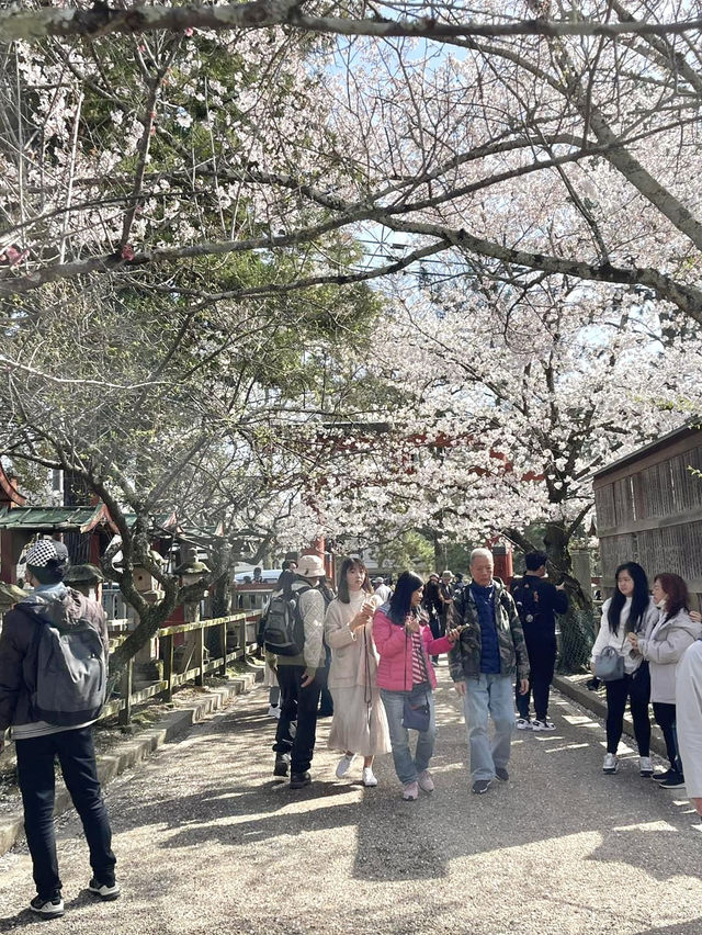 ศาลเจ้าน้ำแข็งไส Himuro Jinja Shrine, Nara