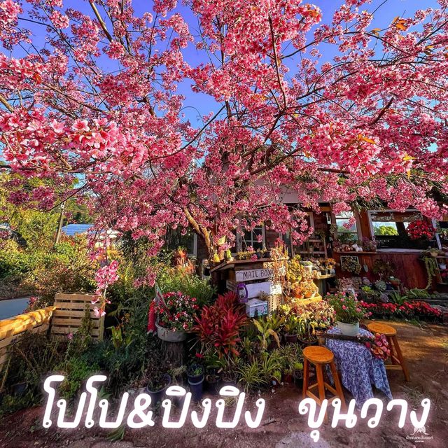 โปโป&ปิงปิง  ขุนวาง