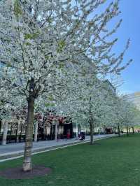 London Eye in Spring 🌸