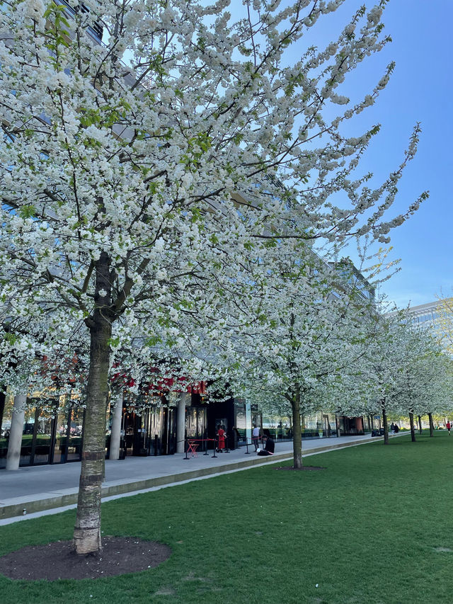 London Eye in Spring 🌸