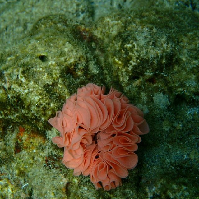 Iboih, Aceh snorkeling.. moment to joy