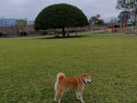 『大溪河濱公園』