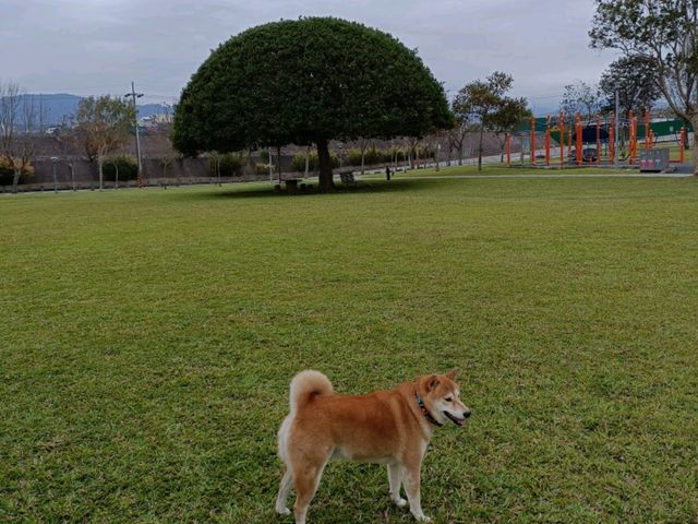 『大溪河濱公園』