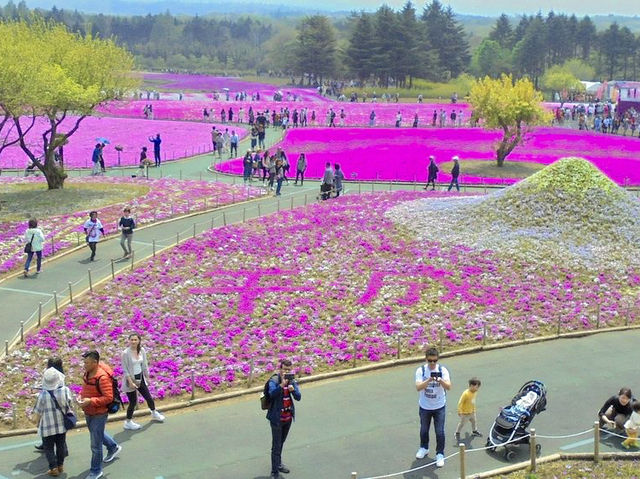 Fuji Shibazakura Festival