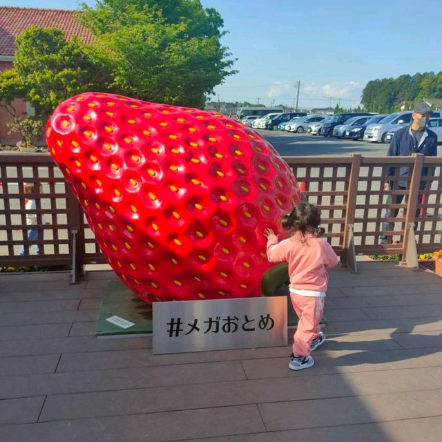 Strawberry Picking 