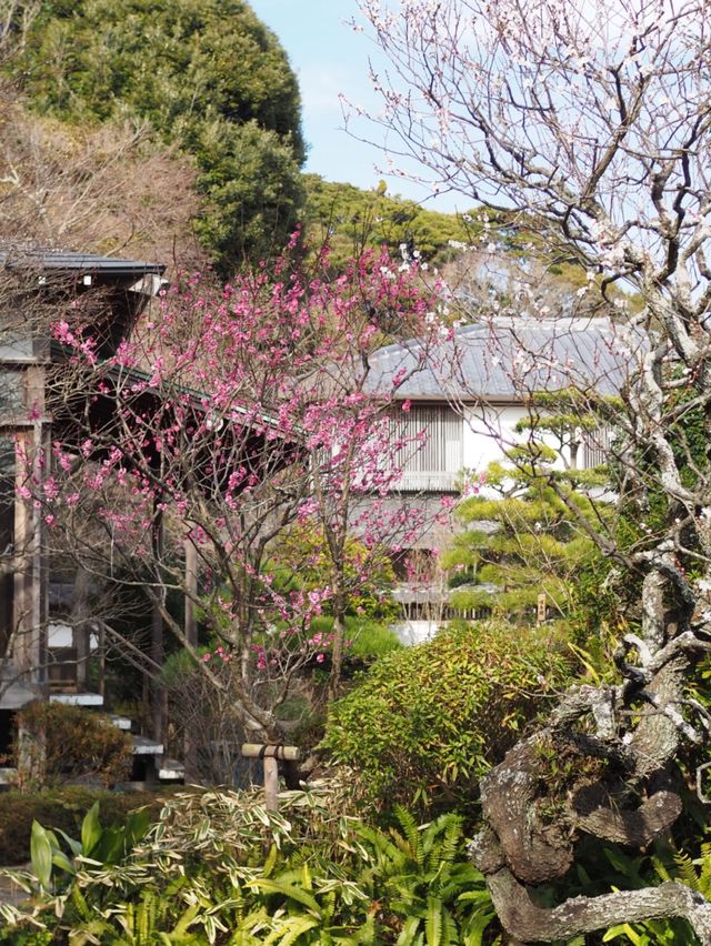 【鎌倉】春はもうすぐ、長谷寺の梅祭り