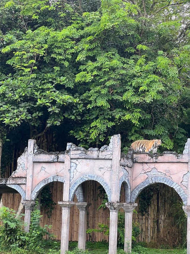 峇里親子遊❤️最大動物園😳Bali Safari and Marine Park🙈