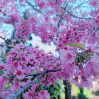 "ถนนสีชมพู" ณ ขุนวาง-ดอยอินทนนท์