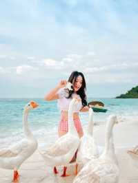 How to? ถ่ายรูปกับน้องห่านจึ้งๆ | เกาะล้าน