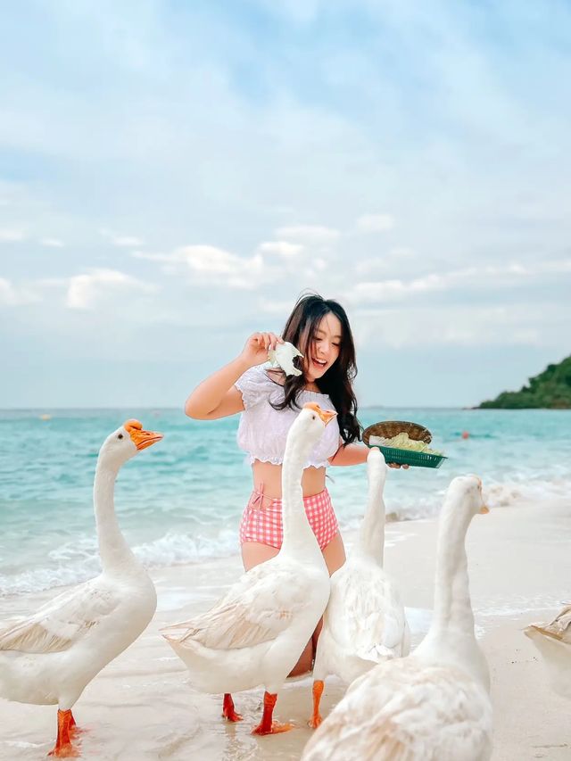 How to? ถ่ายรูปกับน้องห่านจึ้งๆ | เกาะล้าน