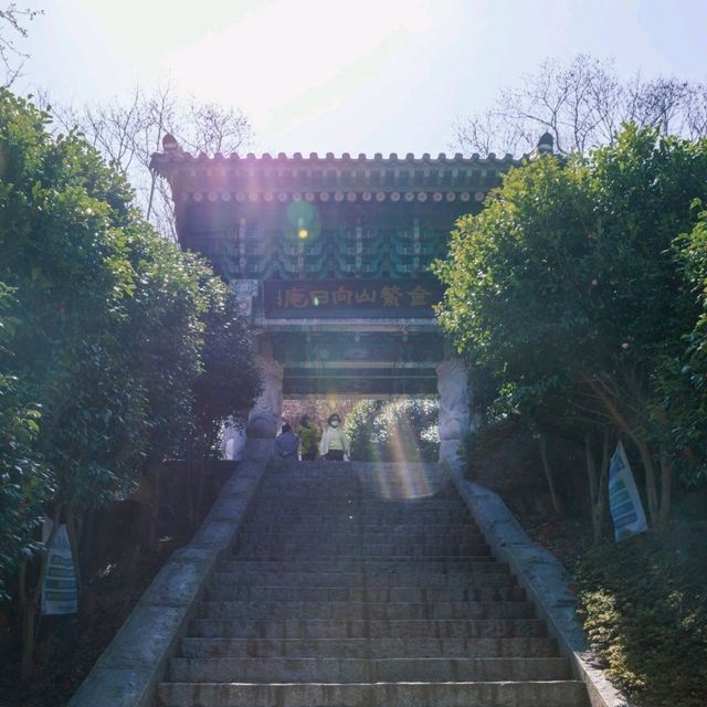 겨울의 동백을 여수 향일암에서