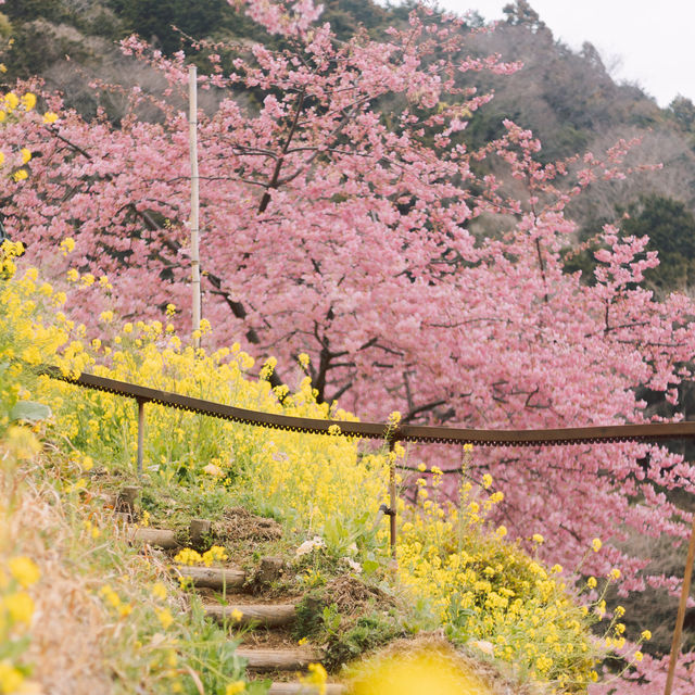 【神奈川】桜🌸×菜の花💛で春一色な「あぐりパーク嵯峨山苑」