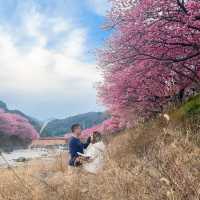 日本近郊｜超值得超宏觀的櫻花步道🌸