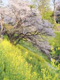 【九段下】皇居のお濠に260本の桜が咲き誇る🌸※オススメルート情報付き