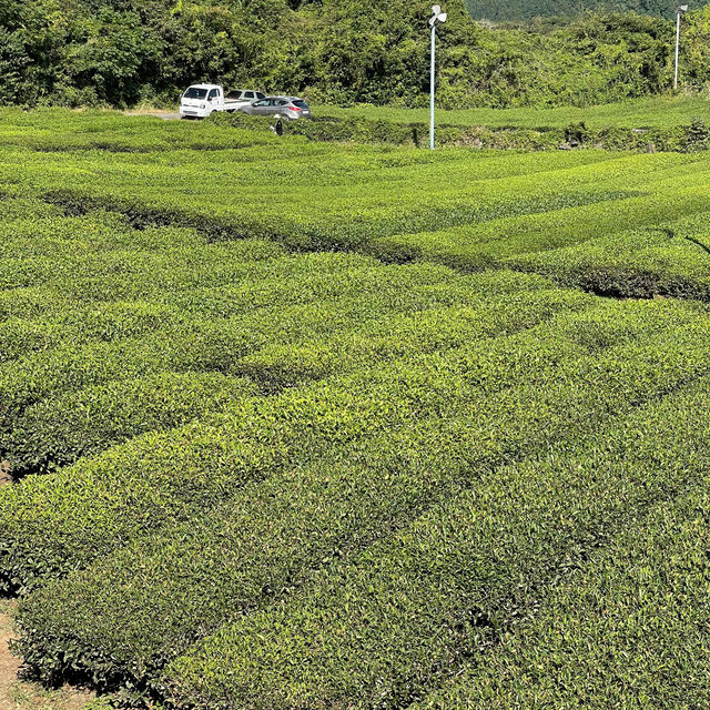 A Serene Retreat for Tea Enthusiasts