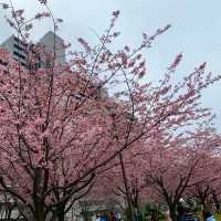 🌸2024東京汐入公園賞櫻悅目🌸