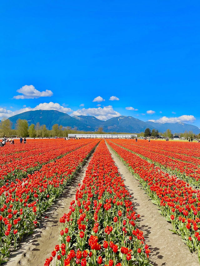 Harrison Tulip Festival