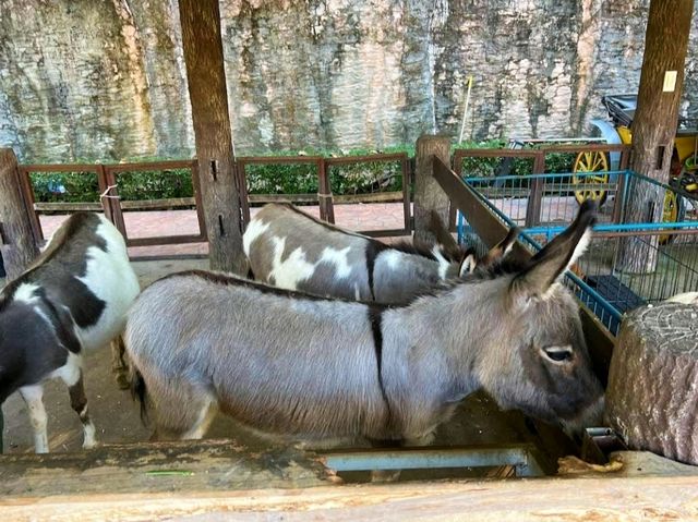 Chiang Mai Night Safari