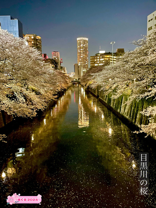 【目黒川/東京都】桜満開になったら、まずは目黒川へ