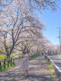 🌸桜を見ながら和船に乗れる📍川越氷川神社　裏手にある新河岸川で花筏（はないかだ）体験