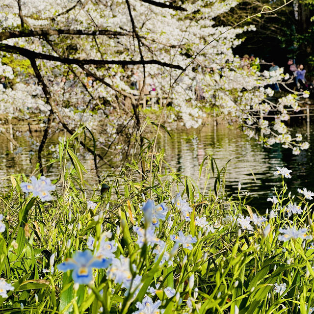 【都立井の頭恩賜公園の桜🌸】