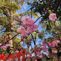 京都最美的賞櫻聖地🌸—平野神社⛩️