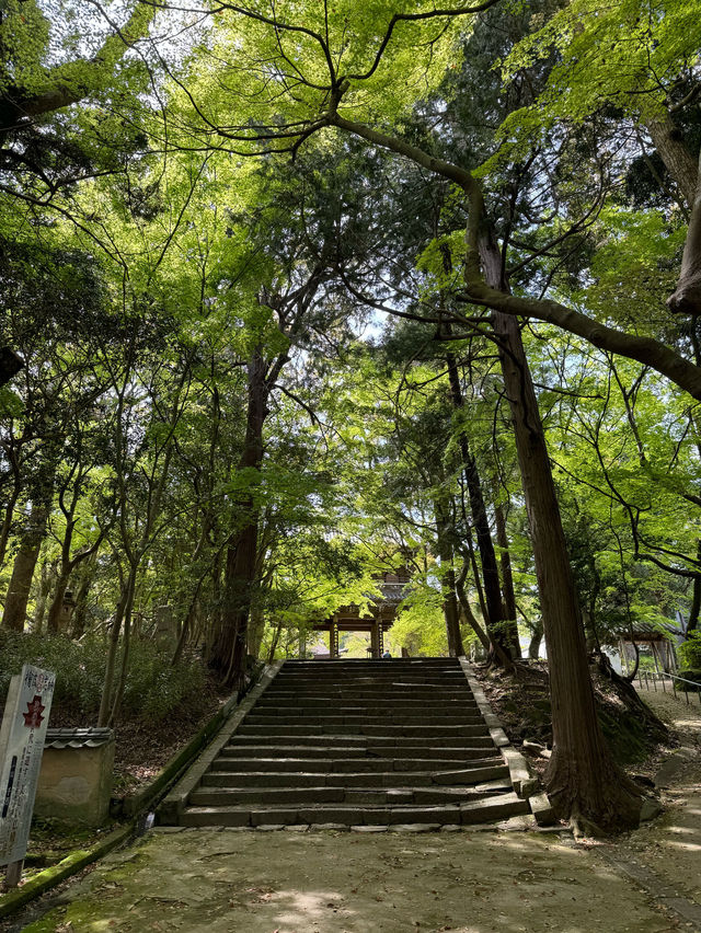 【山口観光】城下町長府の季節を感じられる歴史的寺院