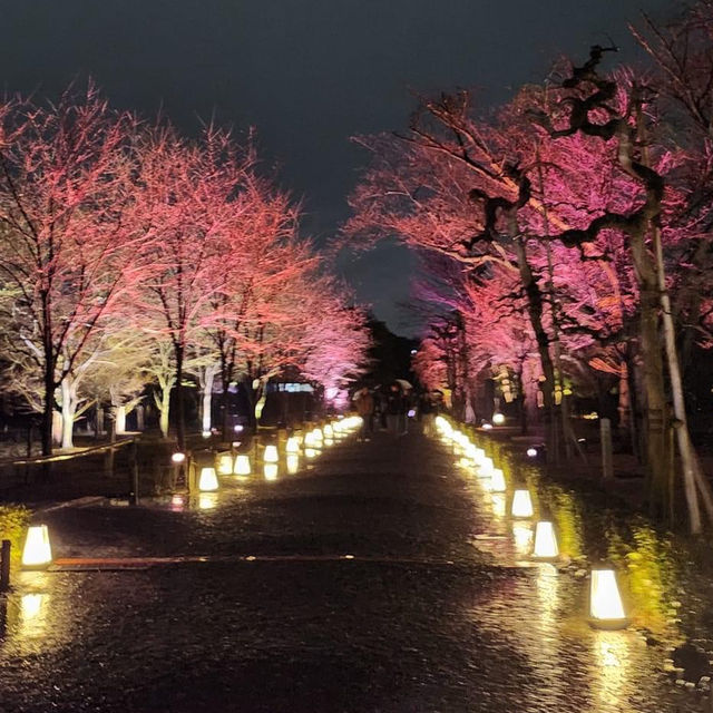 世界遺產二條城-絕美夜樱點燈的數位藝術展🌺